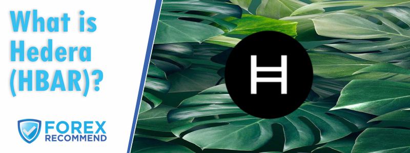 Hedera Review